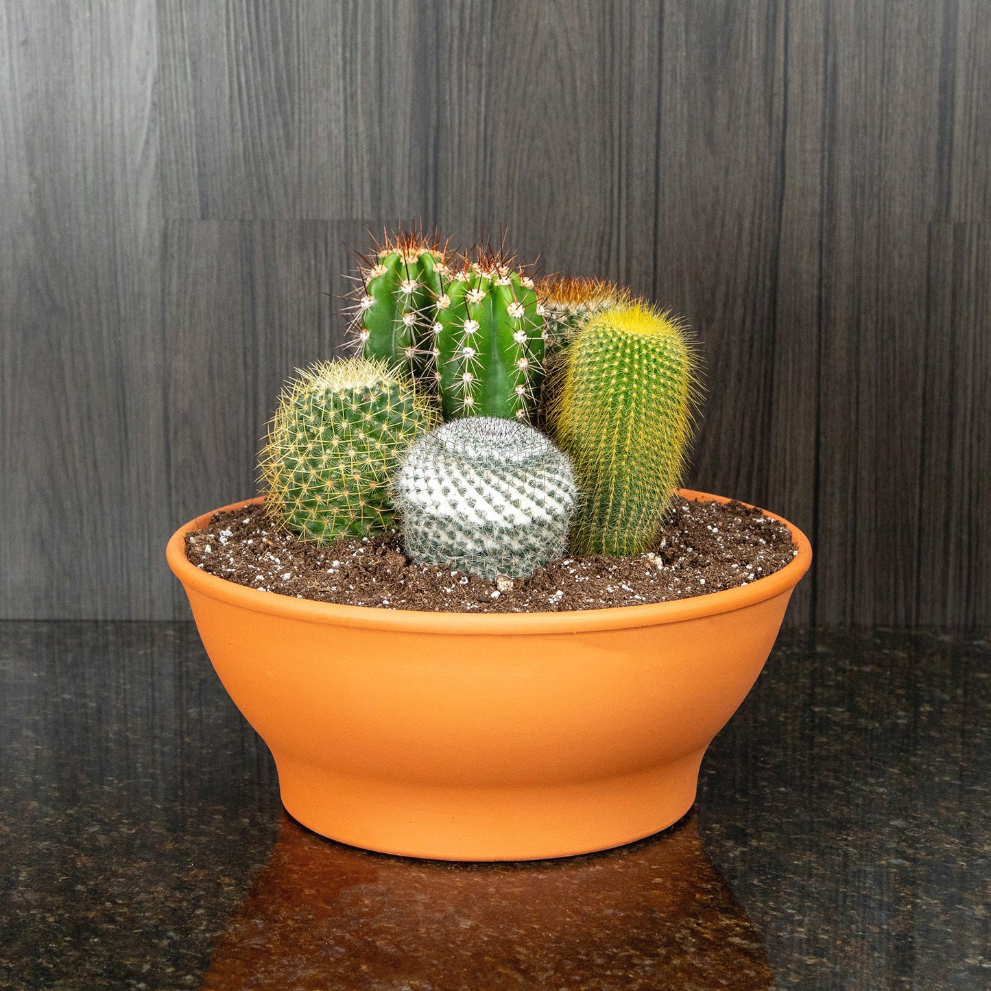 a terracotta bowl filled with a variety of different cacti