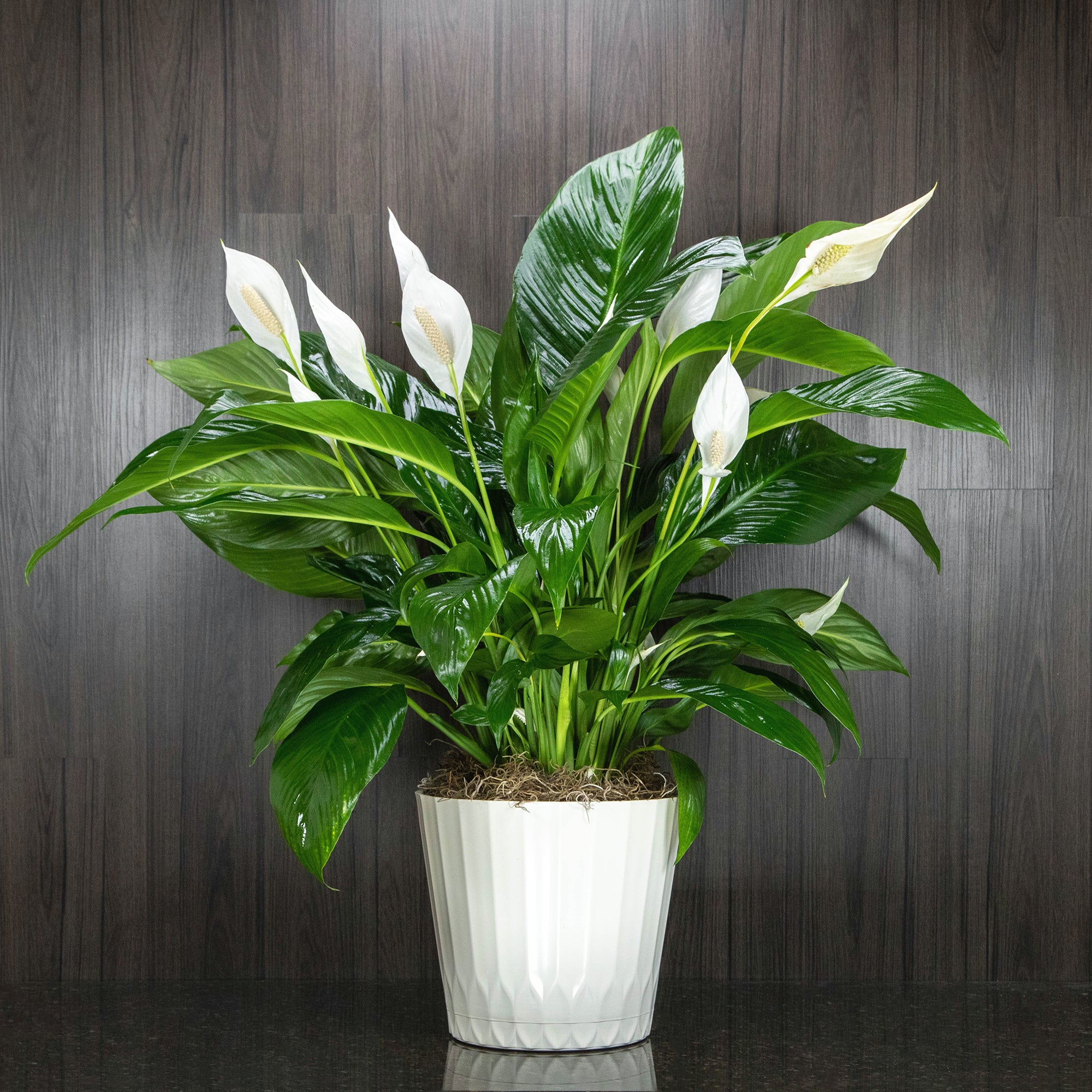 peace lily plants for sale Peace Lily Plant