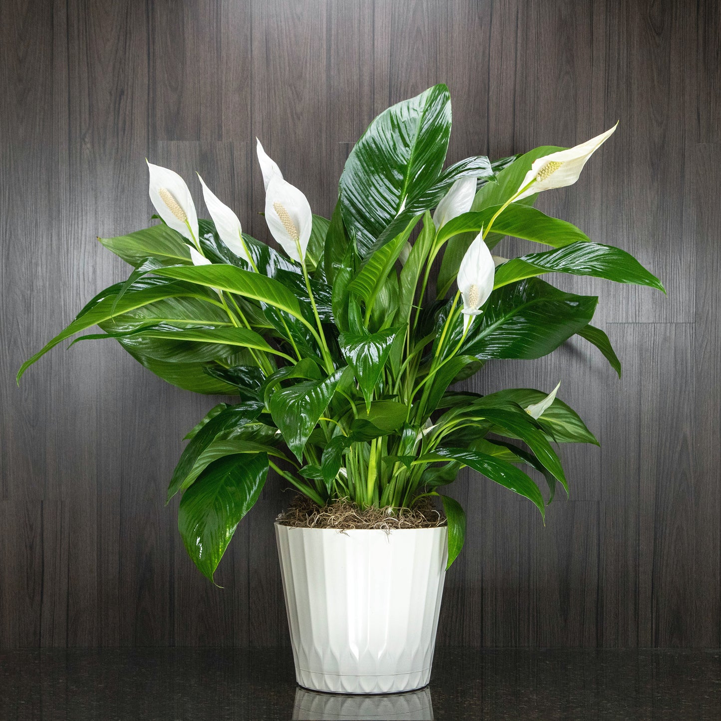 Peace Lily