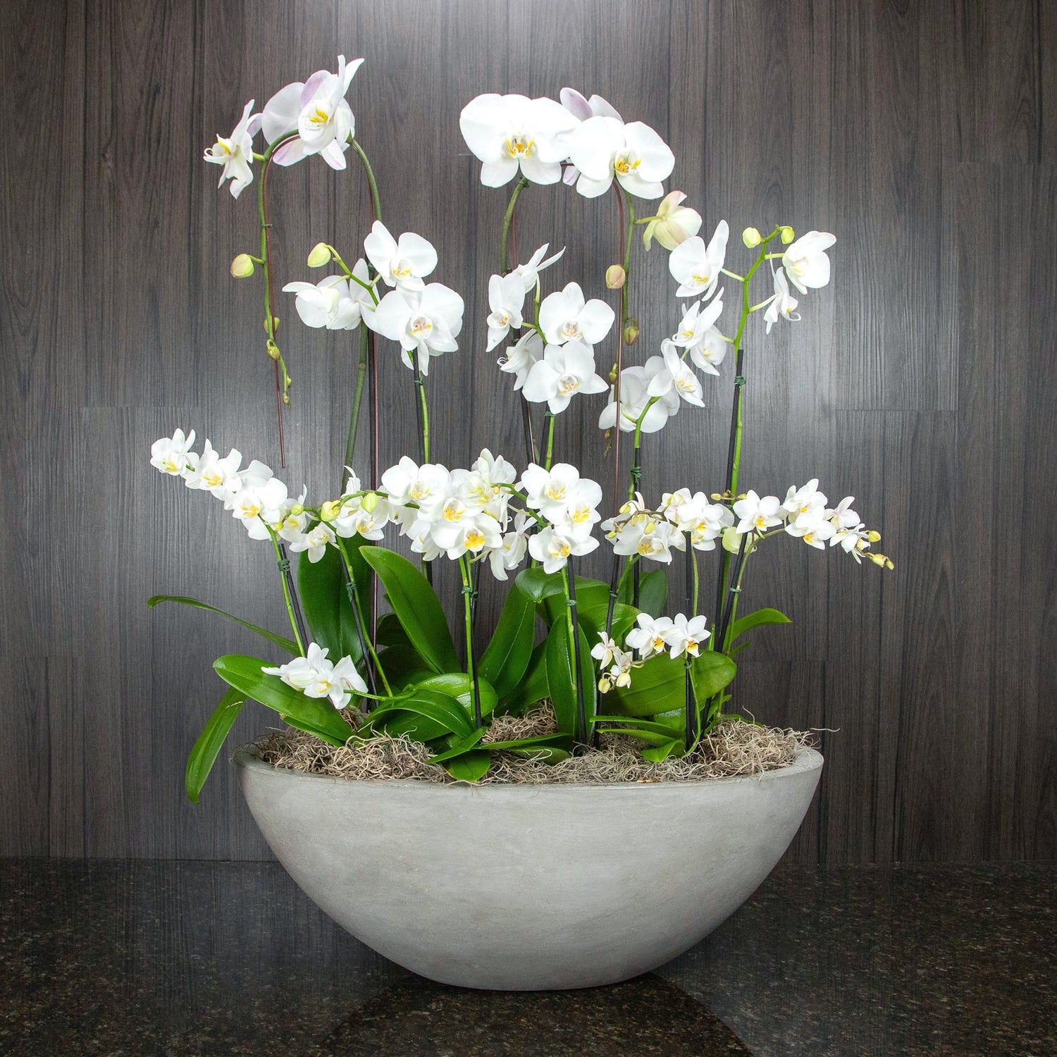 Plants