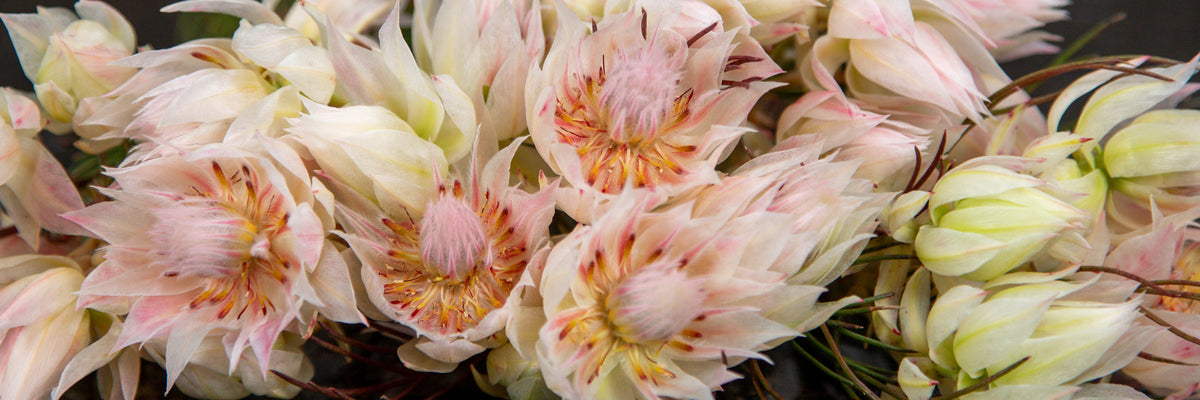 a cluster of light pink blushing bride protea
