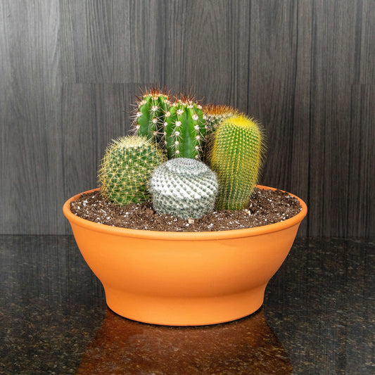 Cactus Garden