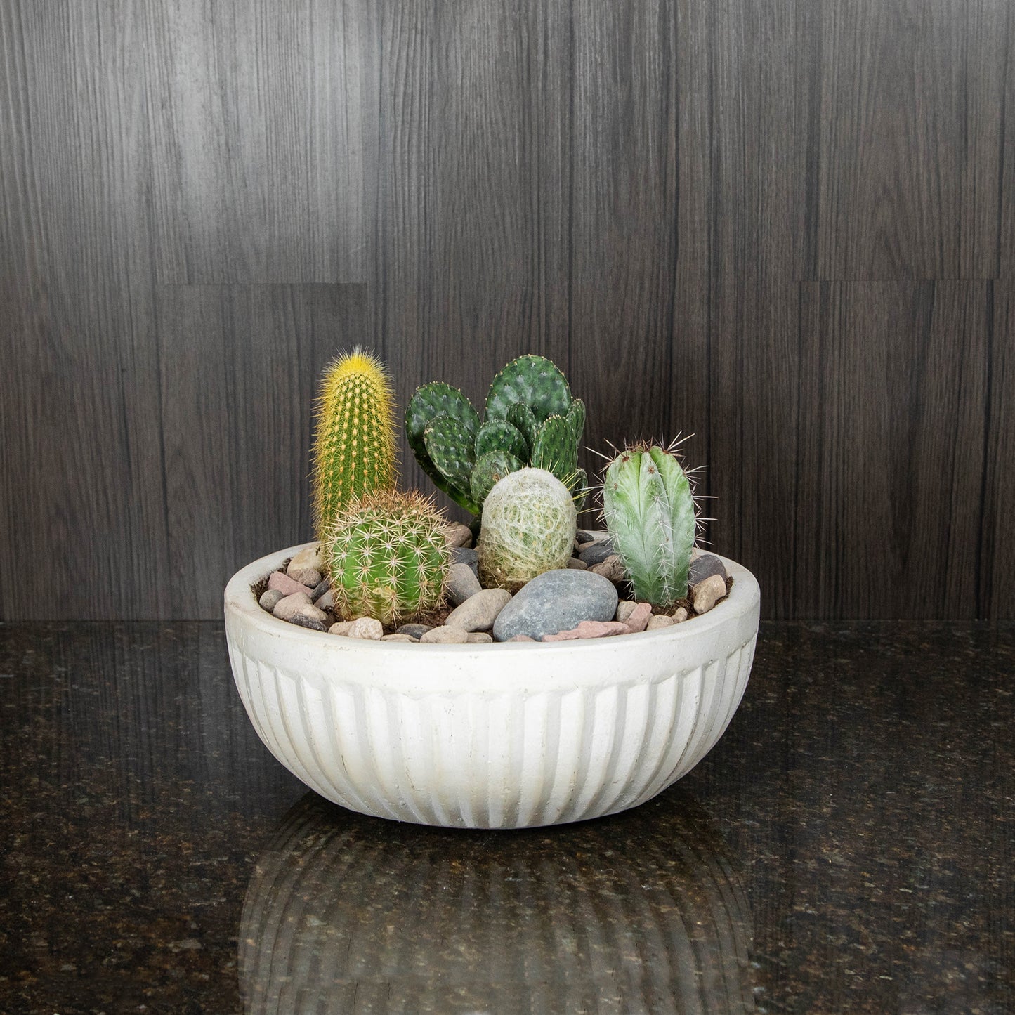 a white cement bowl with a variety of cacti planted together inside of it