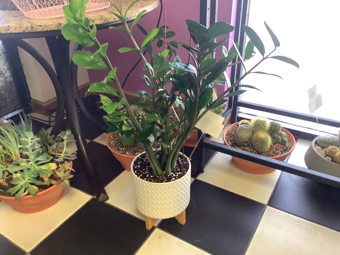ZZ Plant in White Pot