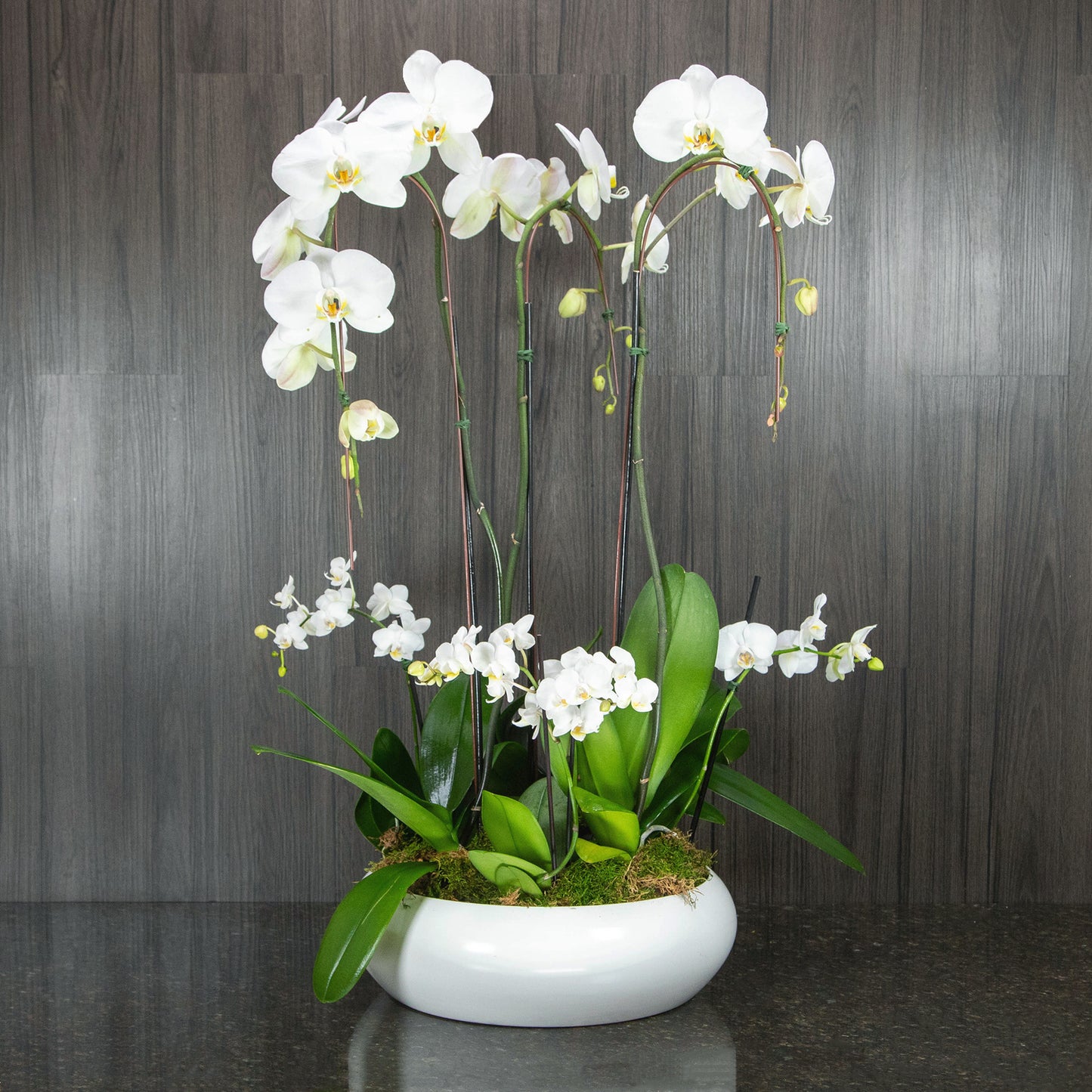 a white ceramic bowl filled with blooming white orchids plants in different sizes