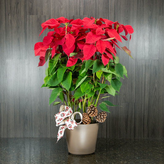 Poinsettia