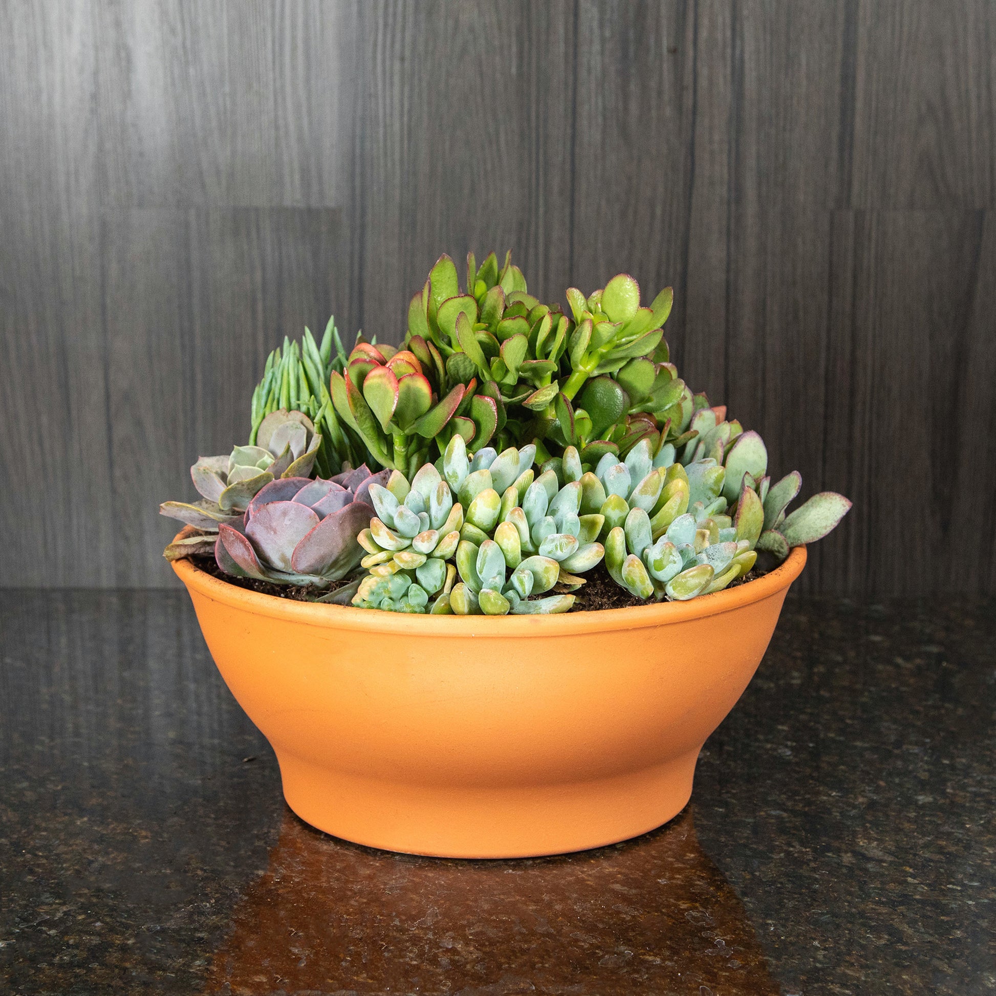 Succulent Garden