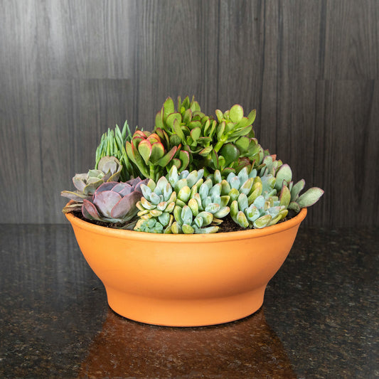 Succulent Garden
