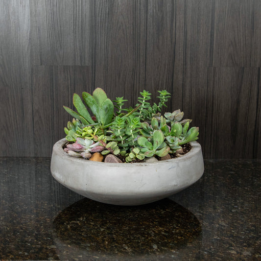 Succulent Garden