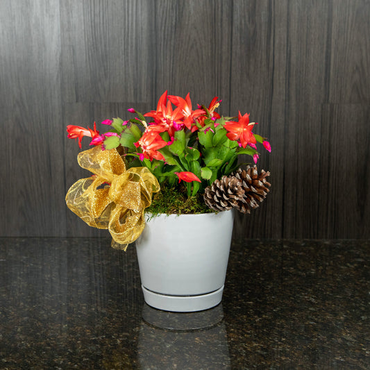 Christmas Cactus