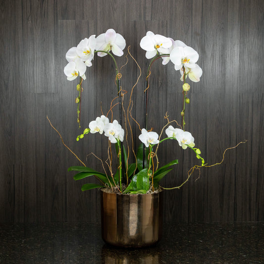 four branches with big white orchid blooms at different heights in a gold pot with tall curly willow