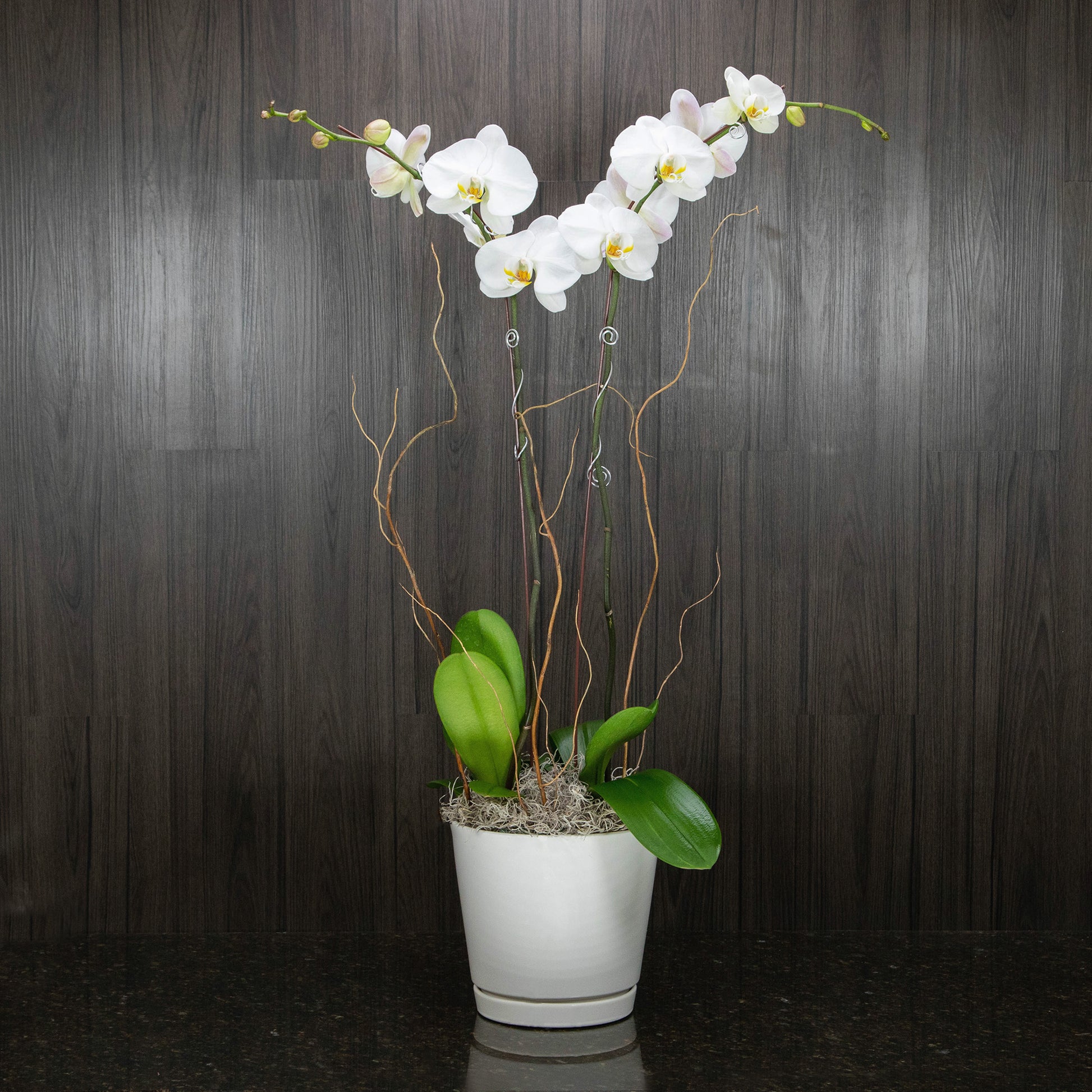 double pot plant Double Orchid Plant