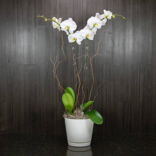 two orchid plants with long stems of white blooms in a white ceramic pot with curly willow