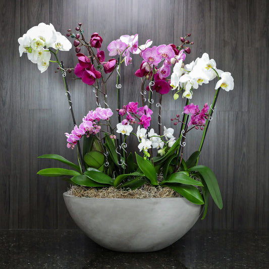 a large display of orchid plants of various sizes and colors in a lightweight cement boat