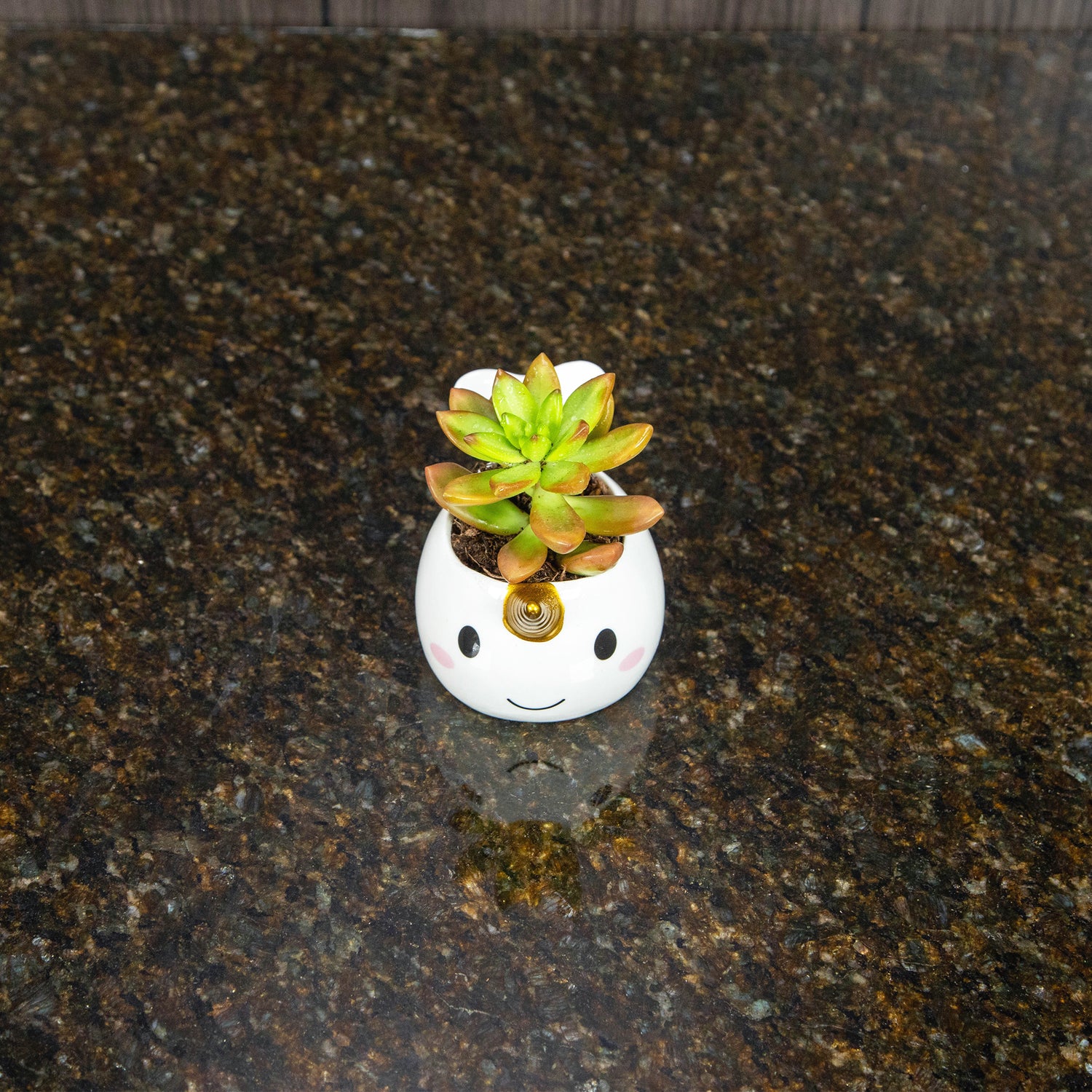 A white and gold narwhal plant pot with a succulent in it