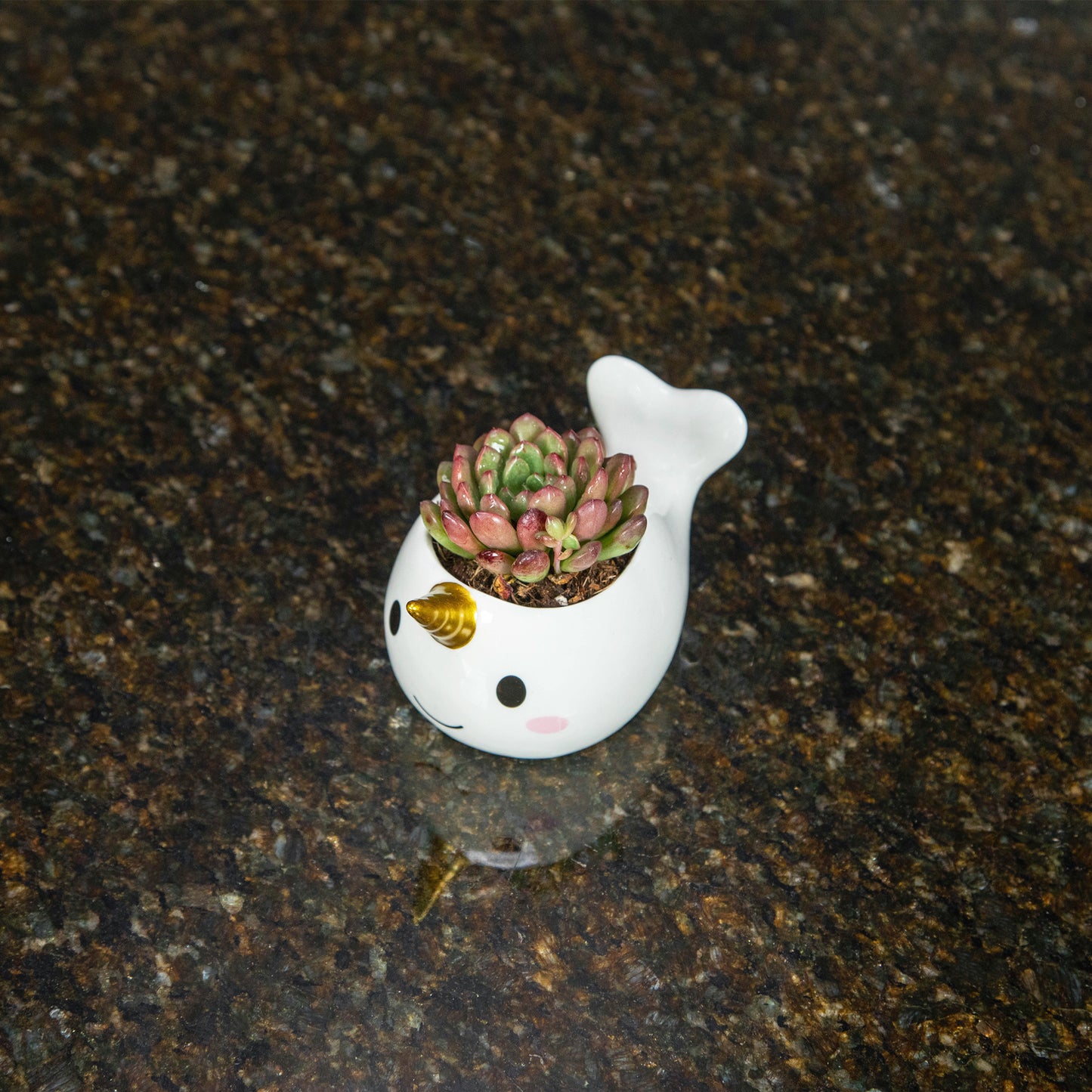 A white and gold narwhal plant pot with a succulent in it