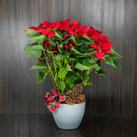 Poinsettia