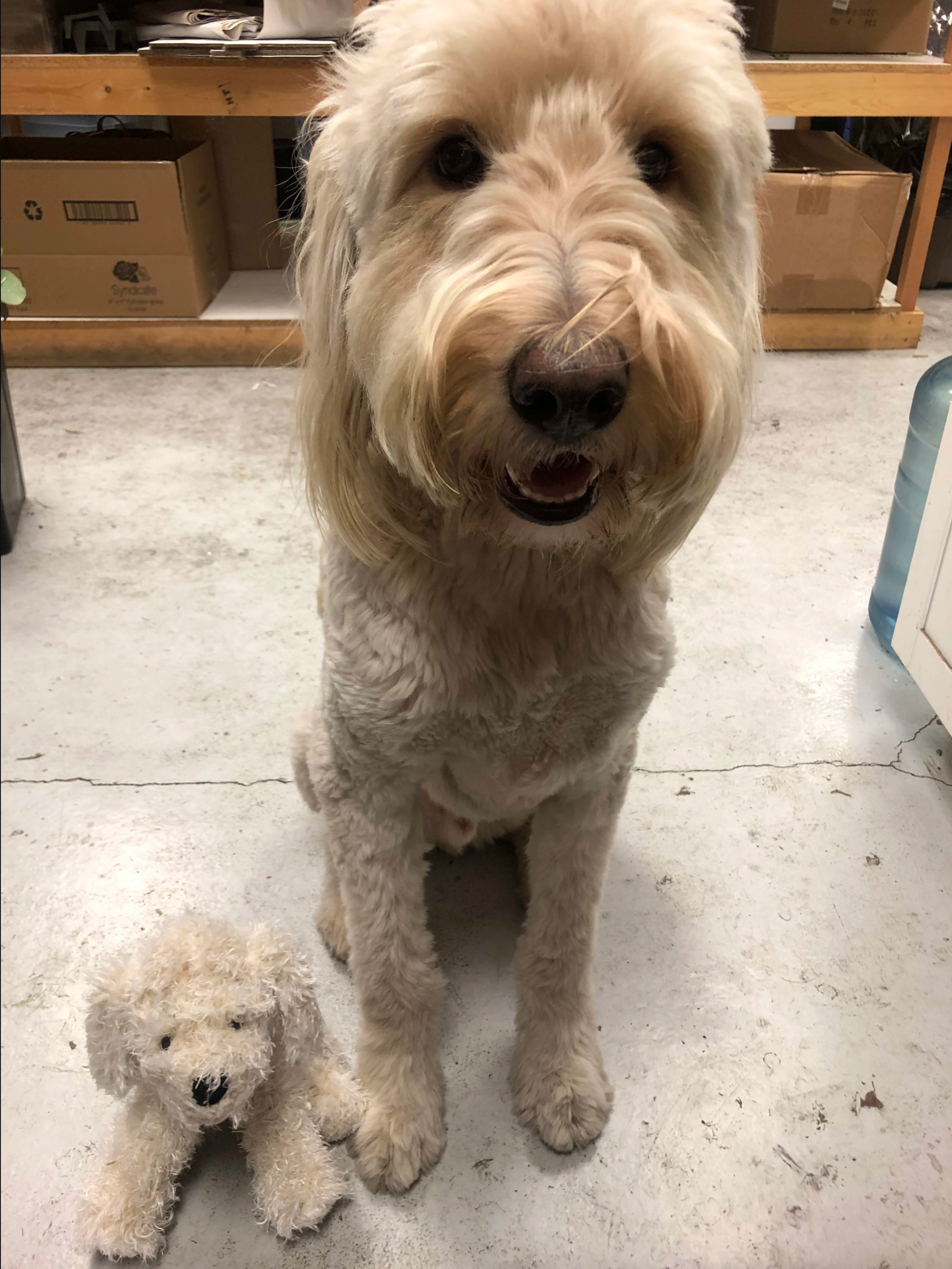 Baxter the Labradoodle Le Bouquet Florist in Scottsdale AZ
