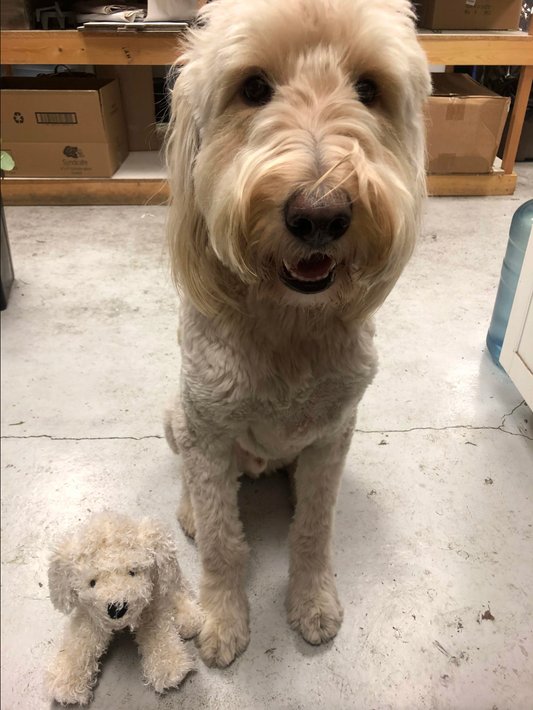 a plush dog next to a real dog that looks similar to the plush