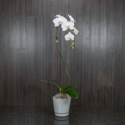 a tall phalaenopsis orchid with white blooms in a gray ceramic pot