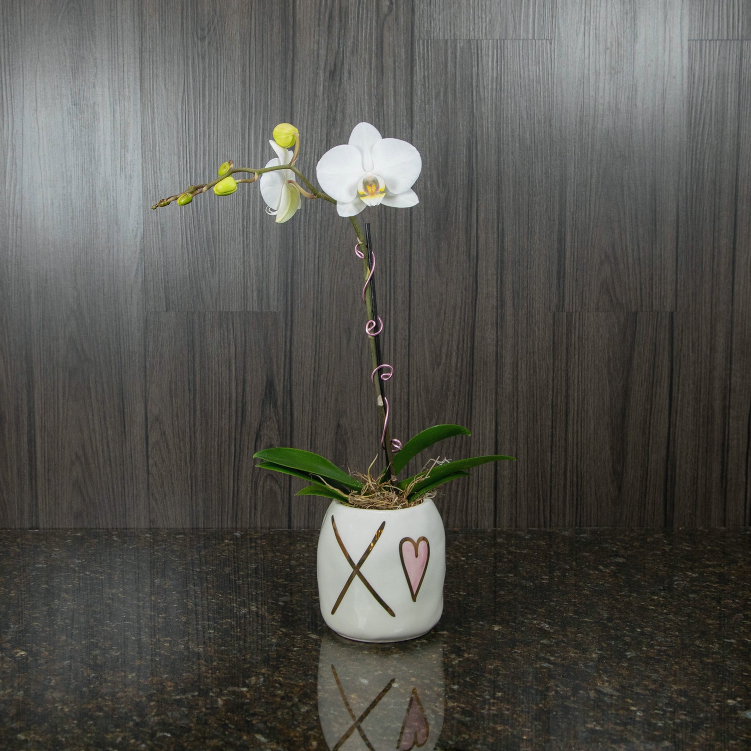 a small white orchid plant in a ceramic vase with "XO" on the front